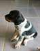 Chiot epagneul breton a donner - photo 1