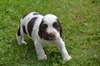 chiot cocker anglais a donner - Annonce classée # 536319