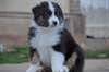 chiot berger australiens a donner - Annonce classée # 536325