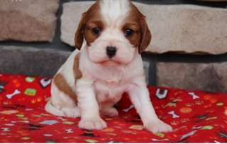 Chiots Cavalier King Charles