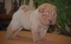 Chiots Chinese Shar-Pei - Annonce classée # 536362