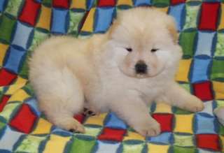 Chiots Chow Chow
