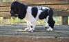 Chiots Cocker Spaniel - Annonce classée # 536365