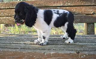 Chiots Cocker Spaniel