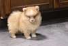 Chiots Pomeranien - Annonce classée # 536371