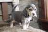 Chiots Beagle - Annonce classée # 536424