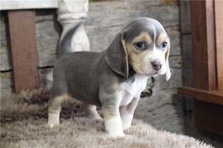Chiots Beagle