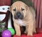 Chiots Chinese Shar-Pei - Annonce classée # 536529