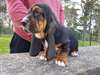 Chiots Basset Hound a donner - Annonce classée # 536573
