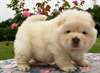 chiot chow chow a donner - Annonce classée # 536574