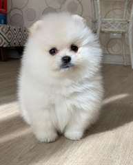 chiot Spitz pomeranian a donner