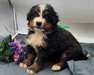 chiot bouvier bernois a donner - Annonce classée # 536584