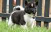 chiot Akita Américain a donner - Annonce classée # 536585