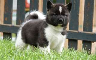 chiot Akita Am&#233;ricain a donner