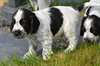 chiot cocker anglais a donner - Annonce classée # 536598