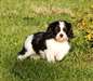 Chiots Cavaliers King Charles a donner - photo 1