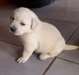 Chiots labradors a donner - Annonce classée # 536600