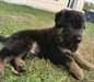 chiot Berger allemand a donner - Annonce classée # 536601