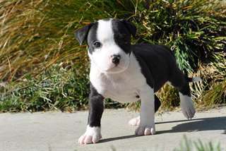 Pitbulls Am&#233;ricain xl pour ad&#243;ption