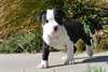 Pitbulls Américain xl pour adóption - Annonce classée # 536612