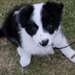 Chiots Border Collie - Annonce classée # 536631