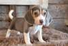 Chiots Beagle - Annonce classée # 536632