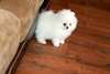 Magnifique femelle Spitz nain A DONNER - Annonce classée # 536660