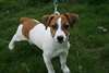 Chiot femelle Jack russell CONTRE BON SOINS - Annonce classée # 536665
