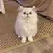Adorable chaton persan femelle - photo 1