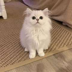 Adorable chaton persan femelle