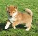Adorable femelle shiba inu A DONNER - Annonce classée # 536667