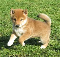 Adorable femelle shiba inu A DONNER