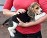 Adorable femelle beagle A DONNER - Annonce classée # 536669