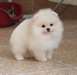 Chiot Mâle spitz nain - Annonce classée # 536675