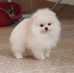 Chiot M&#226;le spitz nain