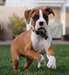 Superbe chiot Boxer mâle A DONNER - Annonce classée # 536678