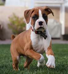 Superbe chiot Boxer m&#226;le A DONNER
