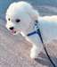 Adorable femelle bichon frisé A DONNER - Annonce classée # 536679