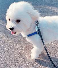 Adorable femelle bichon fris&#233; A DONNER