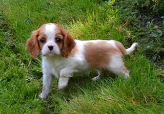 Chiot cavalier king charles femelle