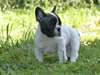 Chiots bouledogue francais MALE ET FEMELLE - photo 1