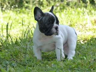 Chiots bouledogue francais MALE ET FEMELLE