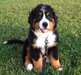 Chiots Bouvier bernois male et femelle - Annonce classée # 536682