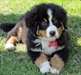 Chiots Bouvier bernois male et femelle - photo 2