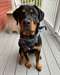 Adorable femelle rottweiler A DONNER - Annonce classée # 536685
