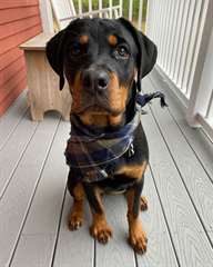 Adorable femelle rottweiler A DONNER