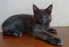 Chaton maine coon mâle - Annonce classée # 536686