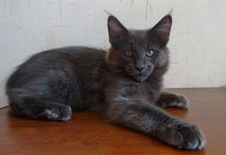 Chaton maine coon m&#226;le