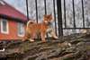 Chiot m&#226;le shiba inu A DONNER - photo 1