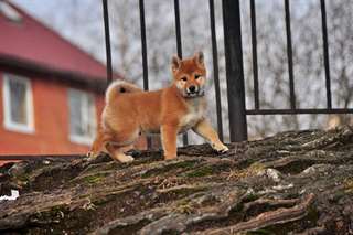 Chiot m&#226;le shiba inu A DONNER